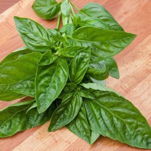 Italian Basil