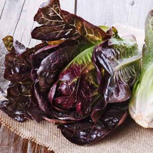 Red Lettuce