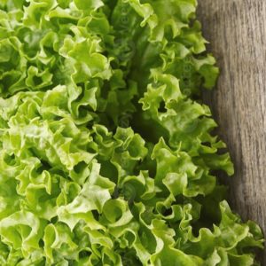 Green Lettuce