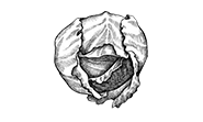 Minerals
